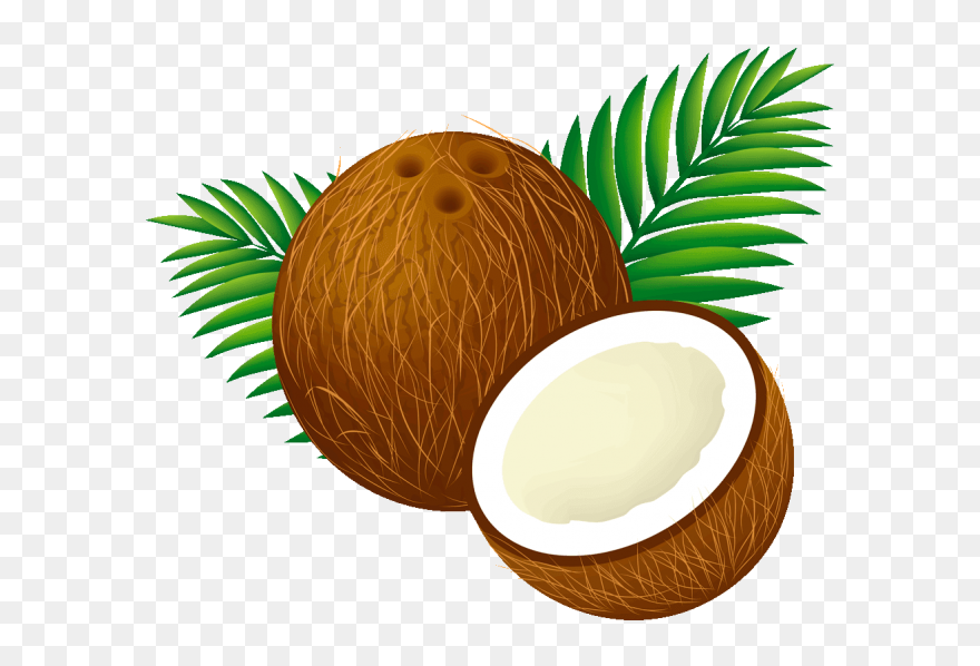 Coconut Clipart - Png Download