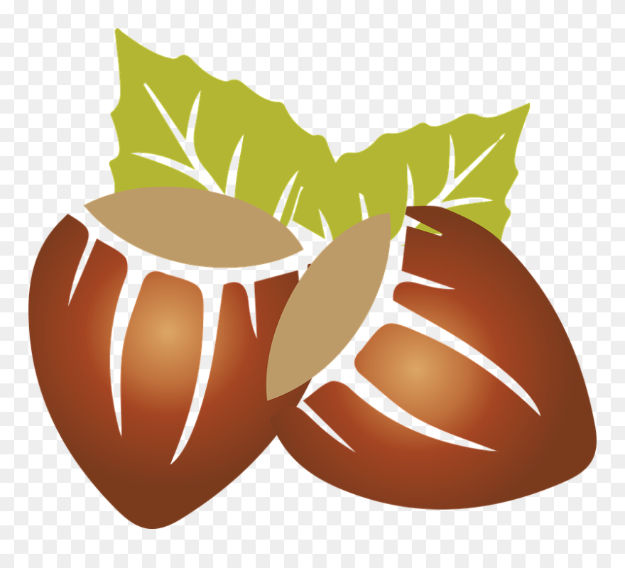 Transparent Dry Clipart - Hazelnut Clip Art - Png Download