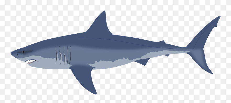 Salmon Shark Clipart - Png Download