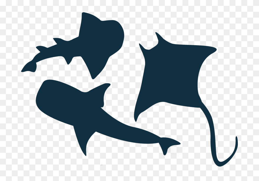 Great White Shark Vector Graphics Illustration Clip - Ray Shark Fish Vector - Png Download
