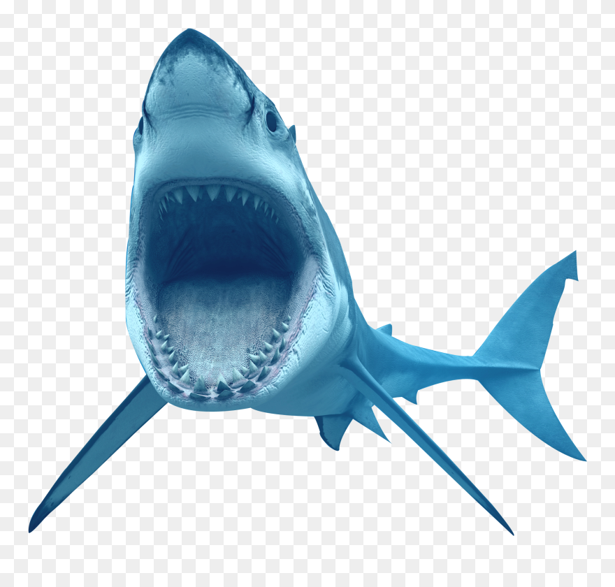 Bull Shark Clipart Transparent Background - Transparent Background Shark Png
