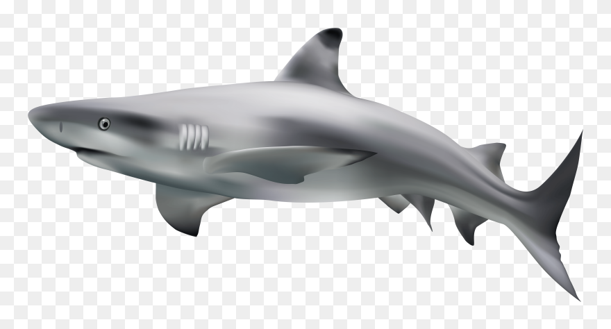 Shark Transparent Clip Art Image - Great White Shark Transparent - Png Download