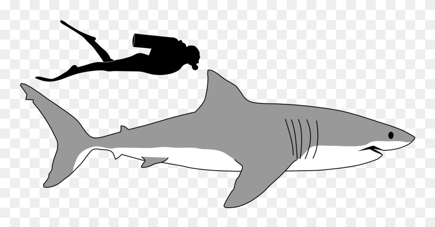 Transparent Shark Tail Clipart - Shark Tail Clipart - Png Download