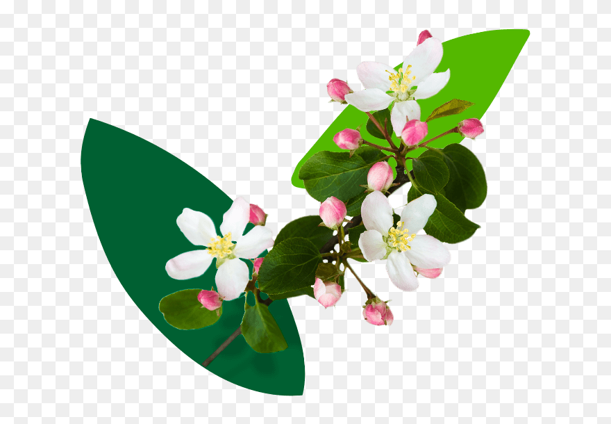 The Trees - Jasmine Clipart