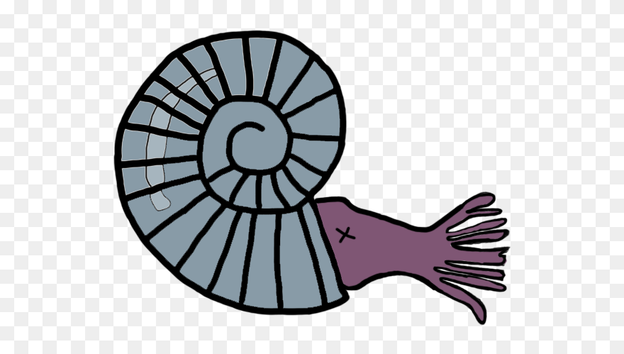 Ammonite Fossils Clip Art - Png Download