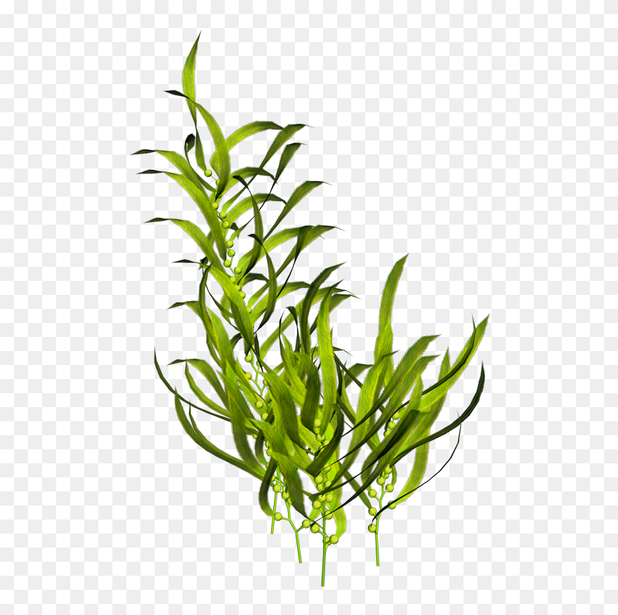 Seaweed Aquatic Plants Ocean - Seaweed Png Clipart