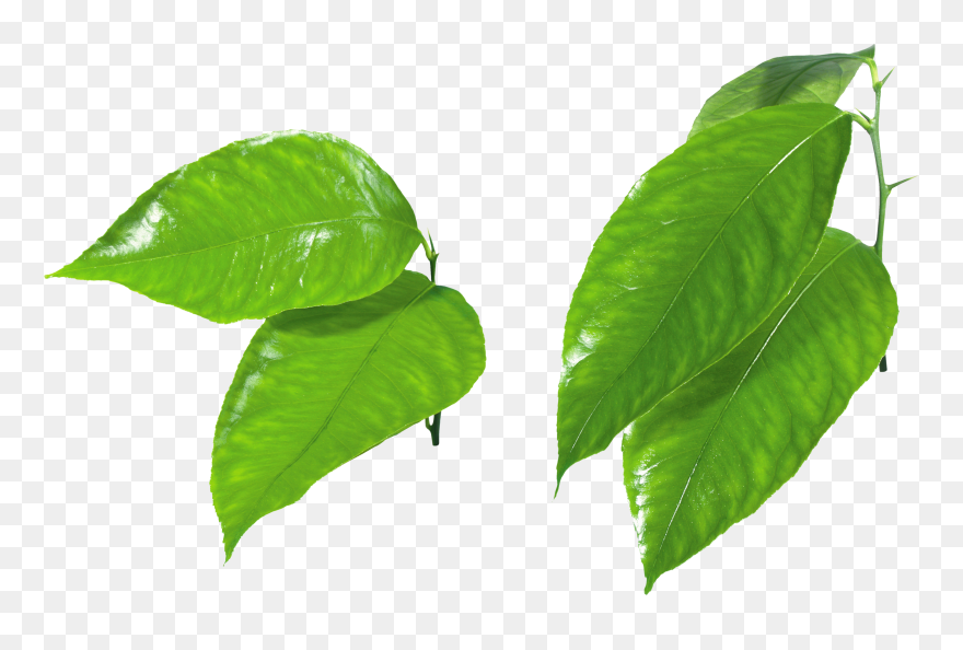 Download Leaf Green Clip Art Orange Fruit Leaves Png Transparent Png