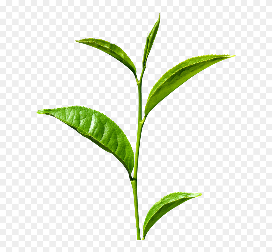 Green Tea Png Transparent Images - Green Tea Leaf Png Clipart