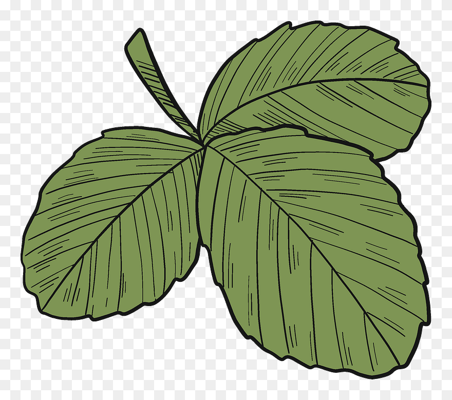 Clip Art - Png Download