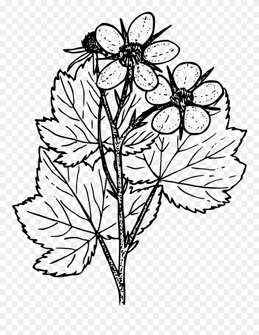 Money Tree Clipart Black And White Clip Library Stock - Thimbleberry Black And White - Png Download