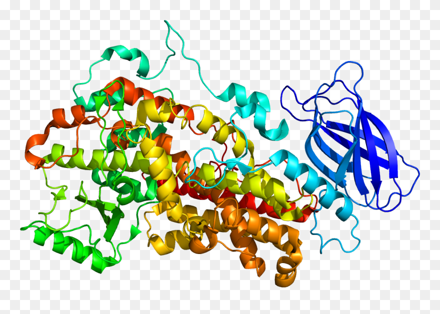 Protein Alox12 Pdb 2abu - Alox 12 Clipart