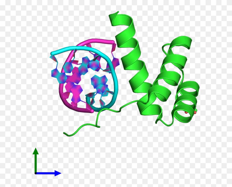 Pax 1 Protein Structure Clipart