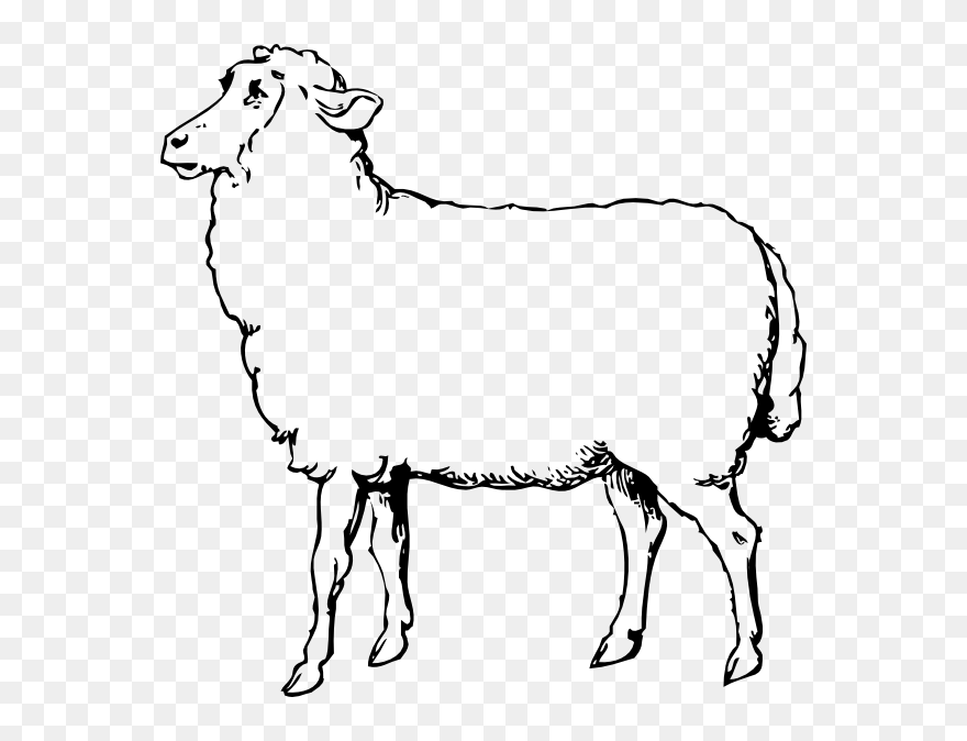 Lamb Clipart Primitive - Black And White Pictures Of Sheep - Png Download
