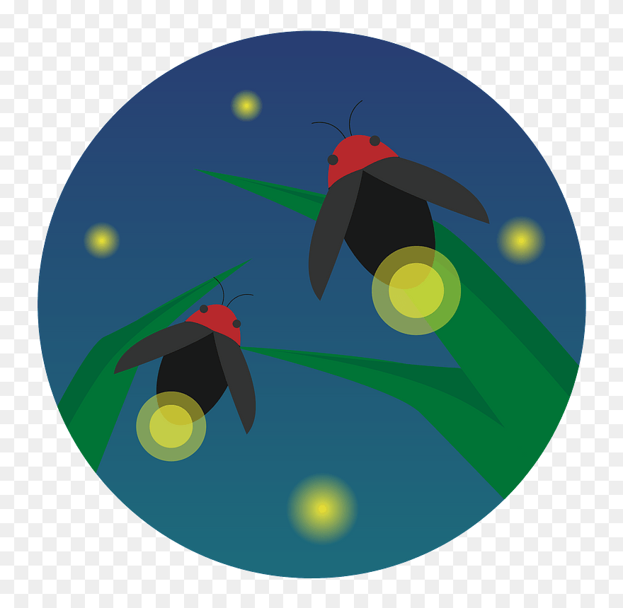 Firefly Insect Clipart - Illustration - Png Download