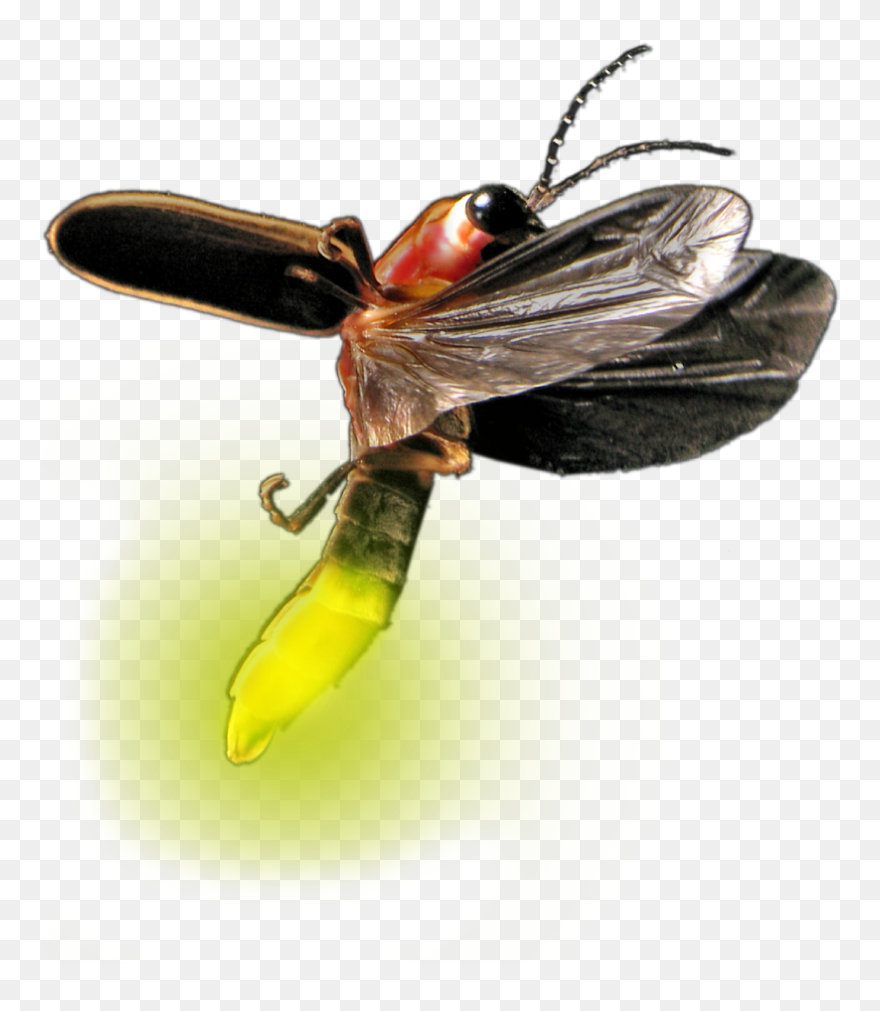 Transparent Firefly Bug Clipart - Real Firefly Transparent Background - Png Download