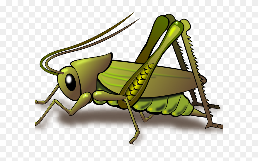 Grasshopper Insect Clip Art - Png Download