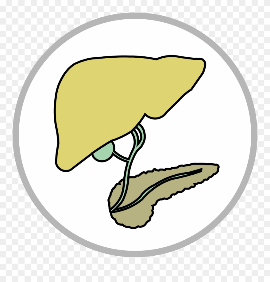 Hepato Pancreato Biliary Surgery Icon Clipart