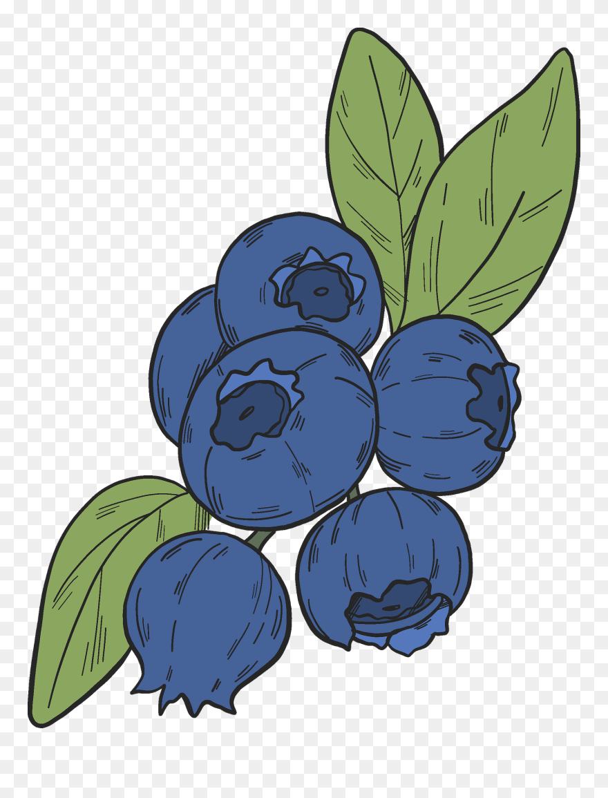 Huckleberry Clipart 5656125 Pinclipart
