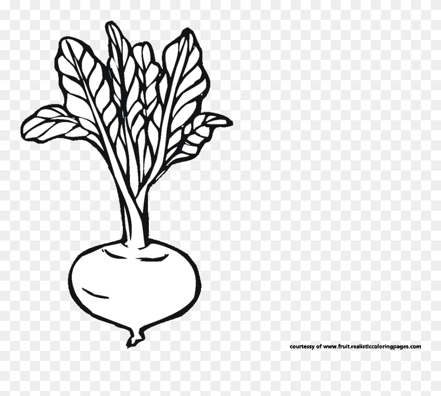 Beetroot Clipart Black And White - Png Download