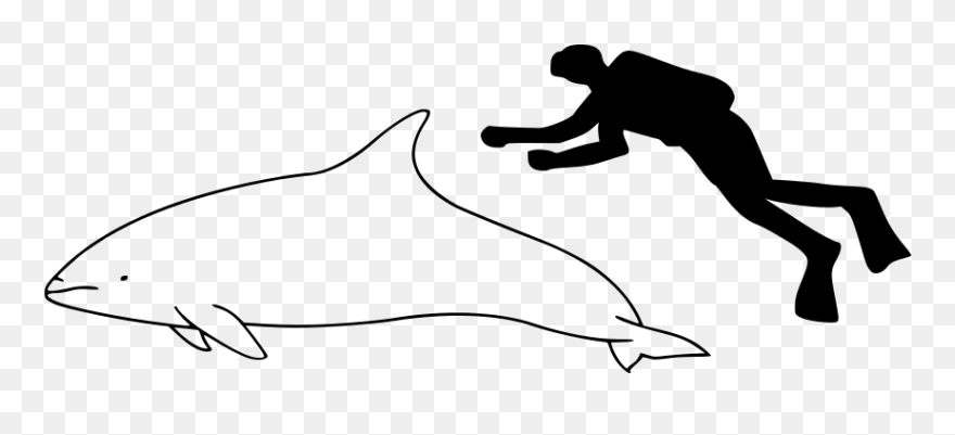 Pacific White Sided Dolphin Size Comparison Clipart