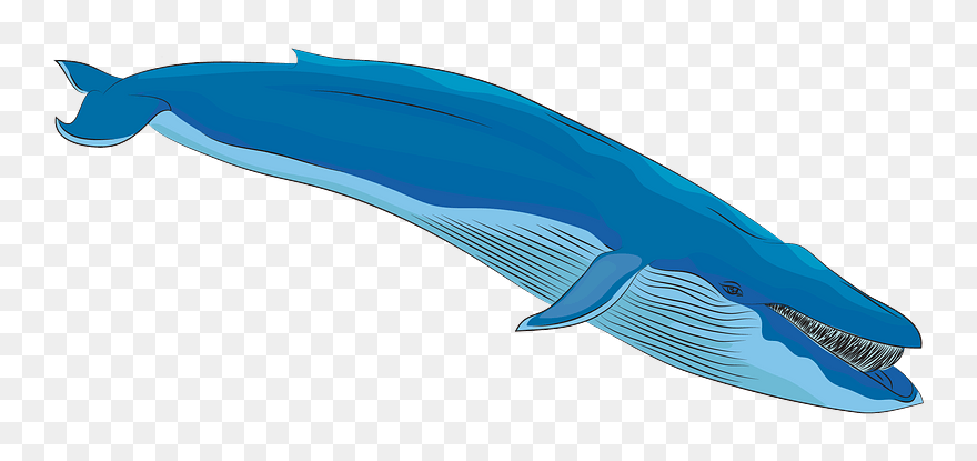 Blue Whale Clipart - Blue Whale - Png Download