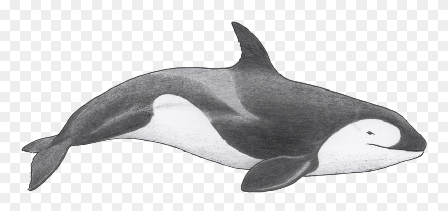Porpoise Drawing Killer Whale Transparent Png Clipart - Orcinus Citoniensis