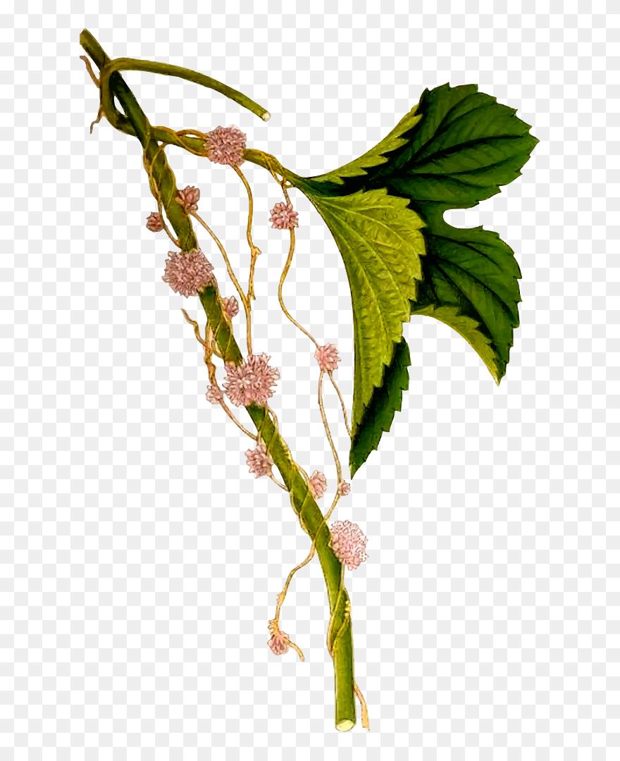 Cuscuta Europaea Clipart
