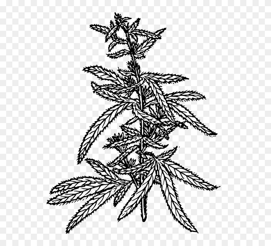 Cannabis Plant Drawing Png Clipart