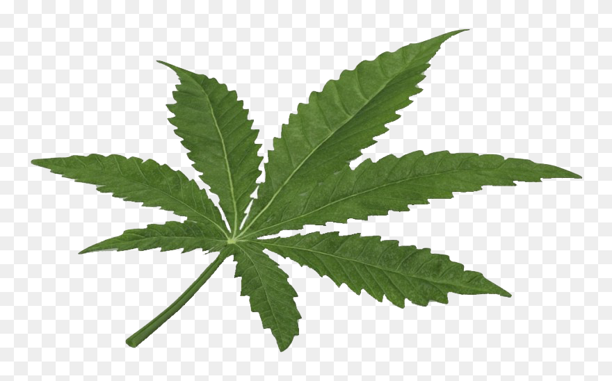Cannabis Leaf Png Clipart Background - Marijuana 3d Obj Free Transparent Png