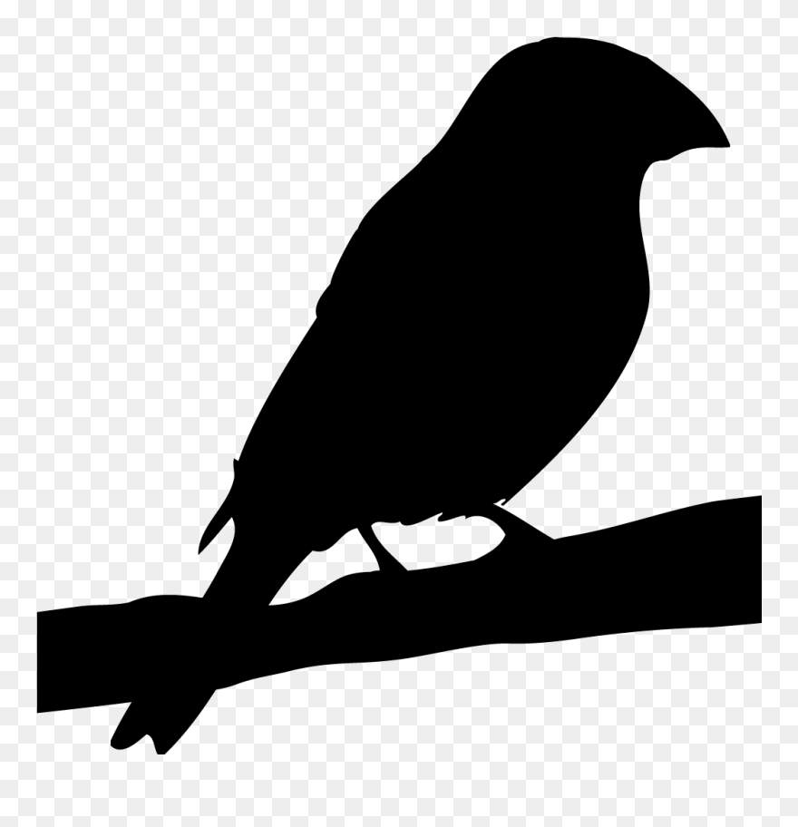 Finches Grosbeak Silhouette- Clipart