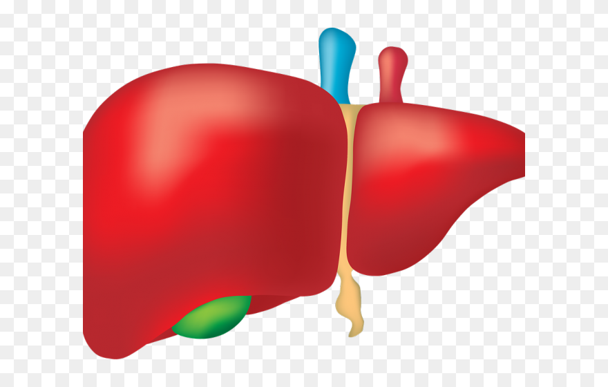 Transparent Small Intestine Clipart - World Hepatitis Day Theme 2018 - Png Download
