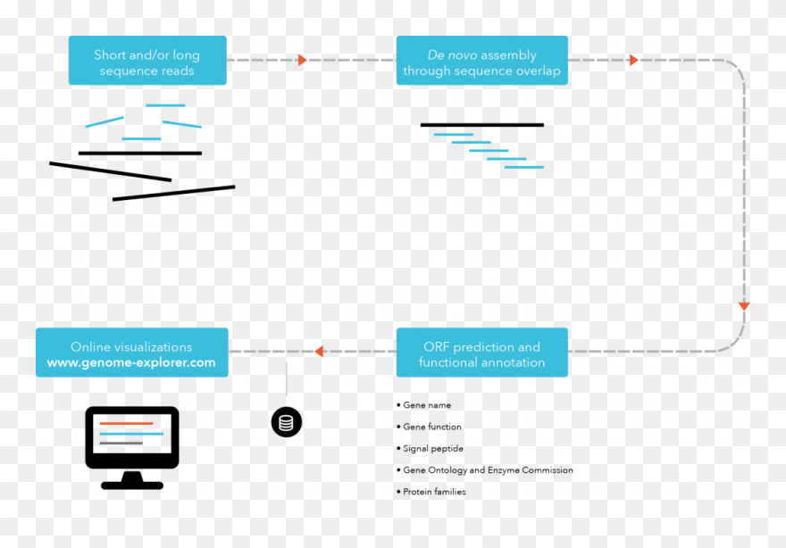 Genome Assembly And Annotation Services - Genome Sequencing Assembly And Annotation Clipart