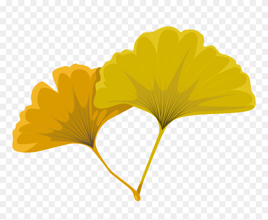 Maidenhair Tree Clipart