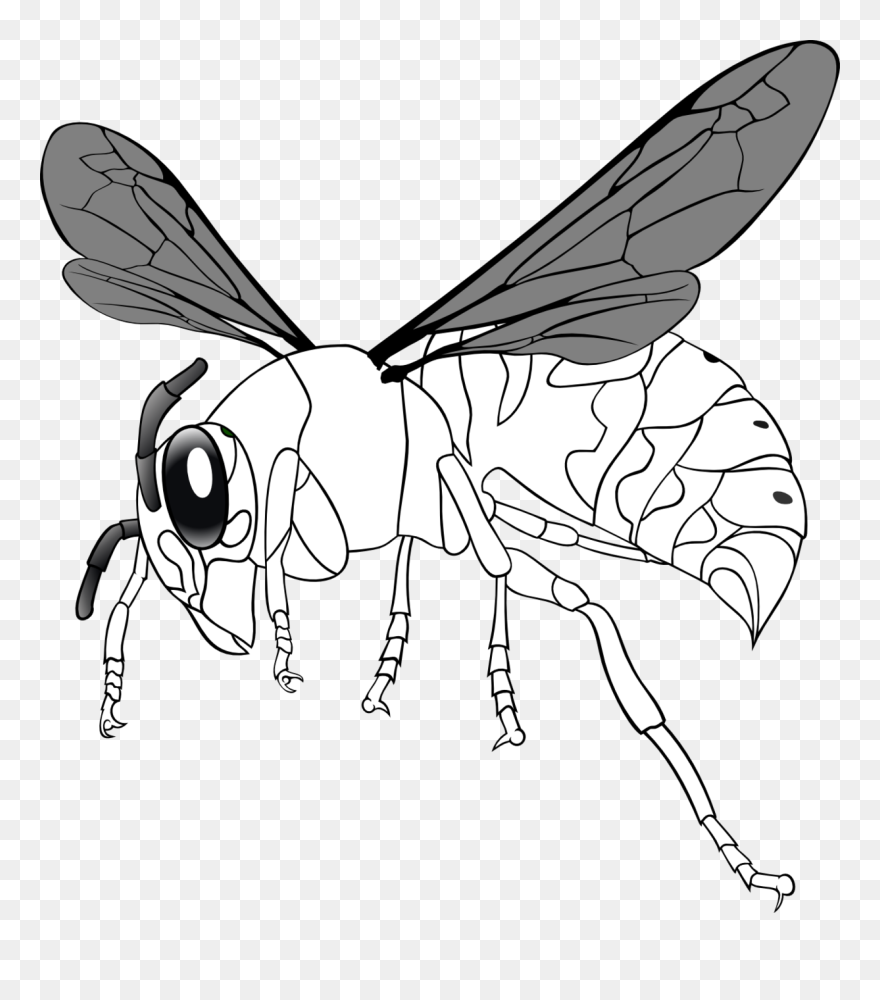 Bee Line Drawing Clipart - Giant Hornet Clip Art - Png Download