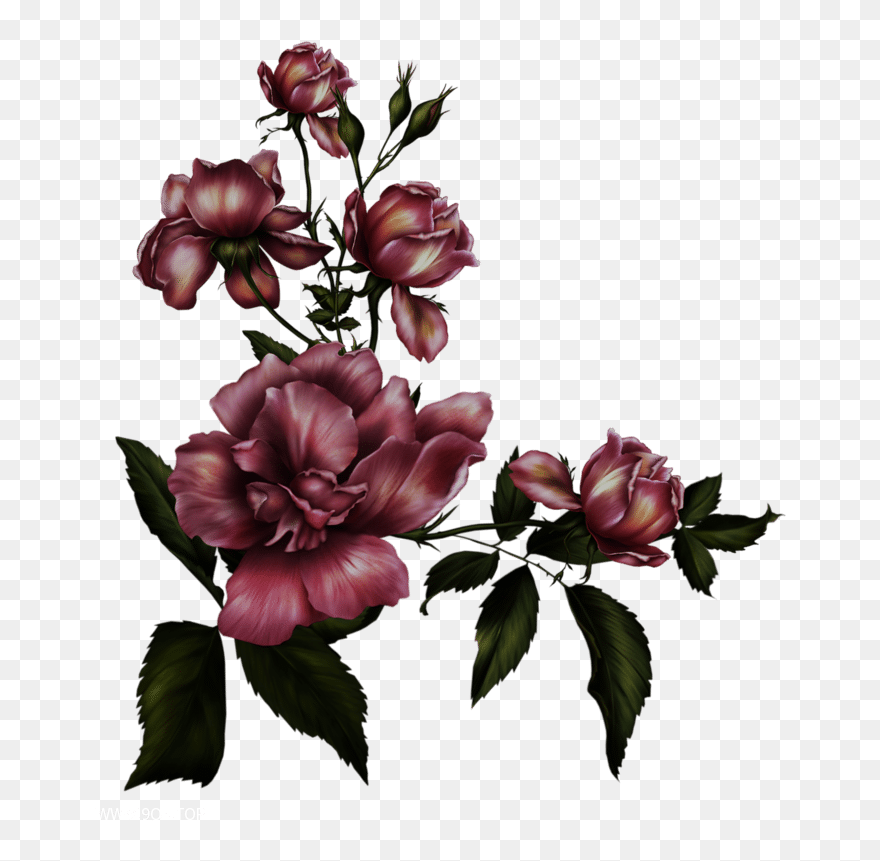 Transparent Background Gothic Rose Png Clipart
