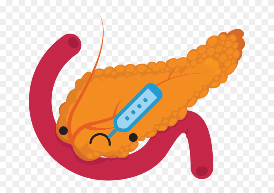 Transparent Pancreas Png - Pancreas Clipart
