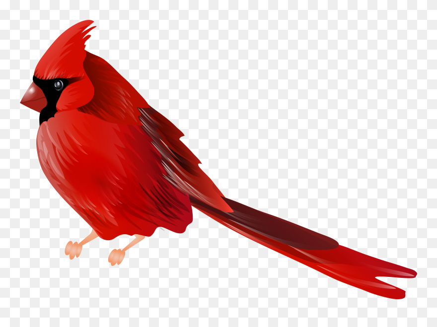 Cardinals Clipart Jpg Transparent Download Cardinals - Cardinal Bird Png