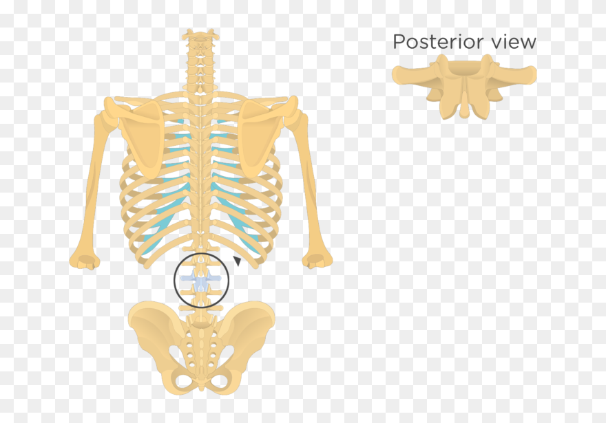 Lumbar Vertebrae Anatomy - Posterior View Of Vertebrae Clipart
