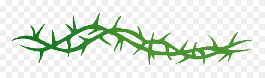 Thorns, Pointed, Spine, Arbor, Spike, Prickle, Vine - Thorns Clipart - Png Download