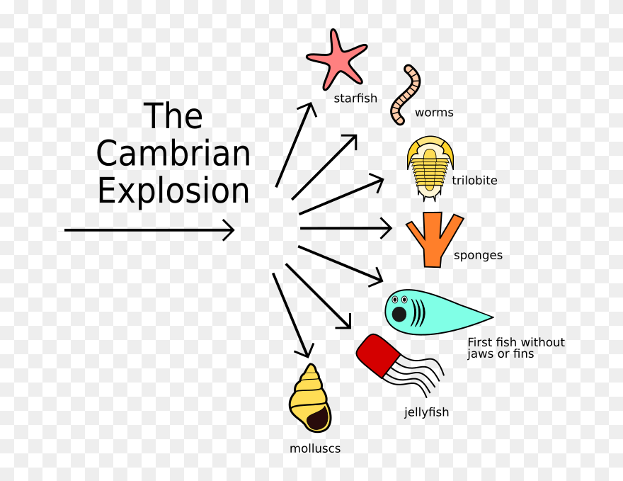 Cambrian Explosion Png Clipart