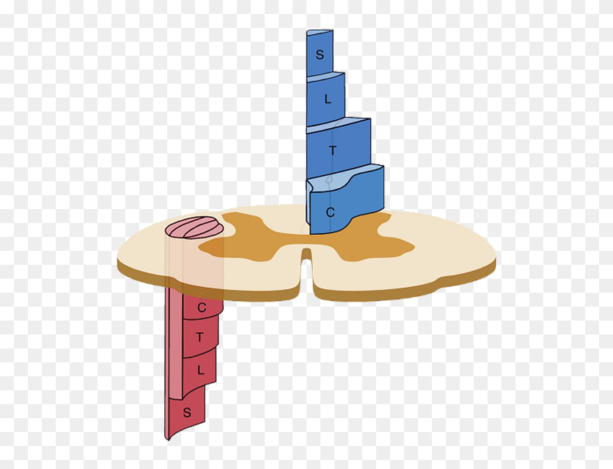 Clip Art - Png Download