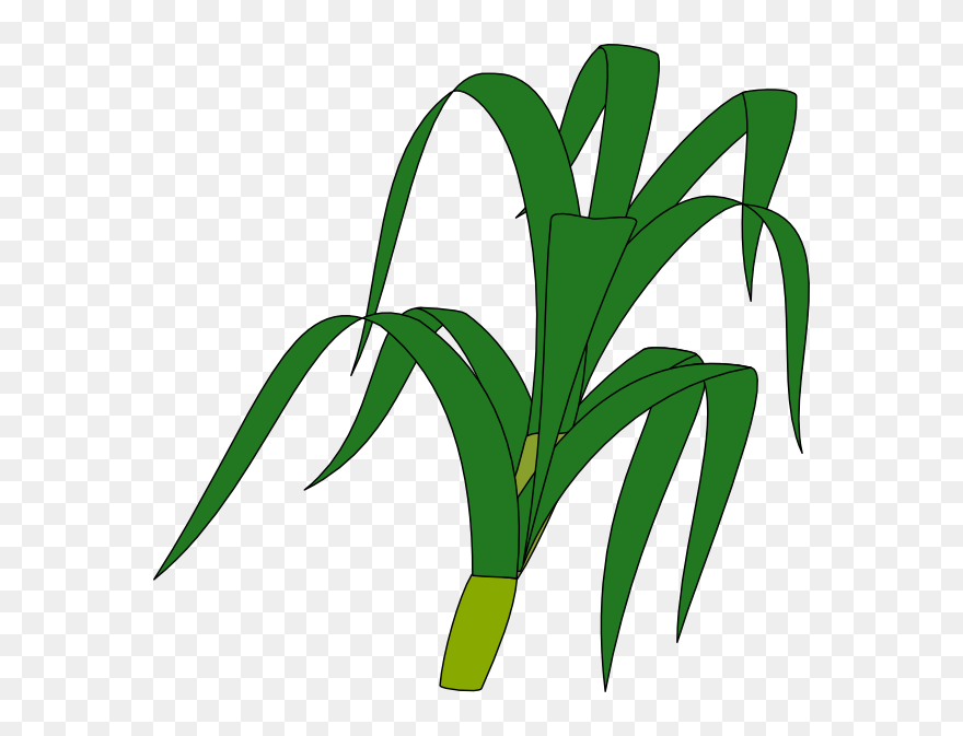 Corn Plant Silhouette Clip Art Vector Online Royalty - Stalk Clipart - Png Download