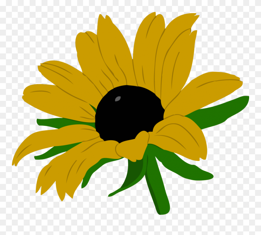 Black-eyed Susan Clipart