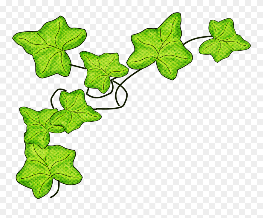 Ivy Clipart Flower - Clip Art Ivy - Png Download