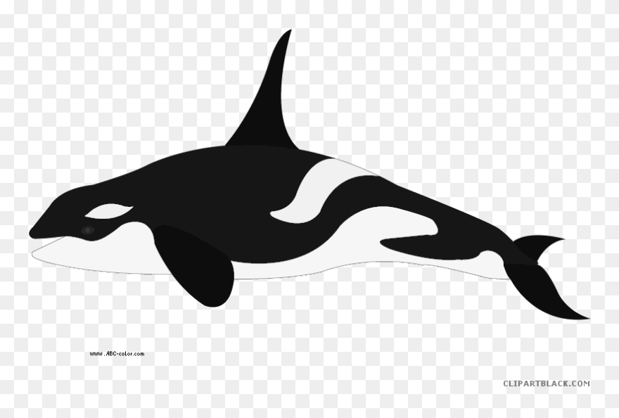 Orca Transparent Color - Whale Para Colorear Clipart
