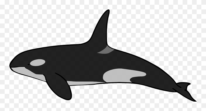 Orca Clipart - Killer Whale - Png Download