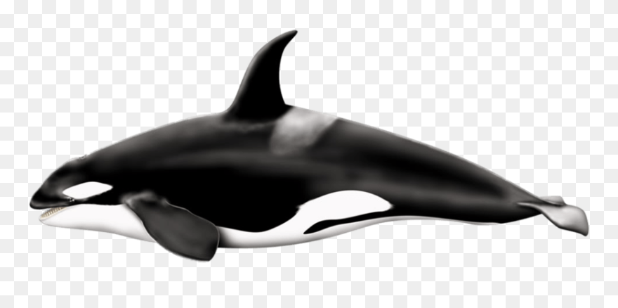 Killer Left Png Photos - Killer Whale Transparent Background Clipart