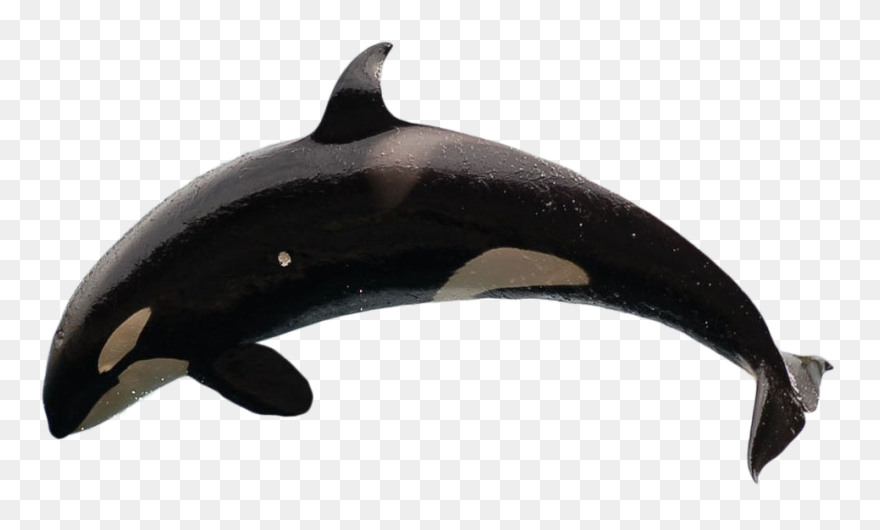 Transparent Orca Clipart - Killer Whale No Background - Png Download