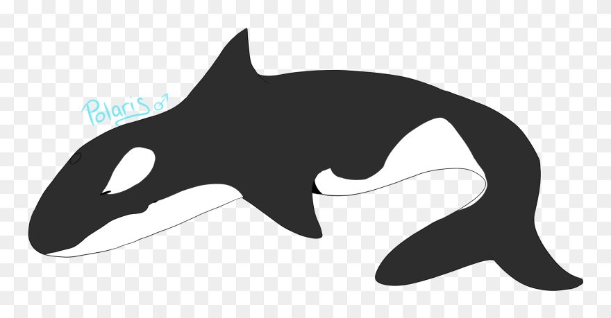 Cat Dolphin Killer Whale Shark Clip Art - Killer Whale - Png Download