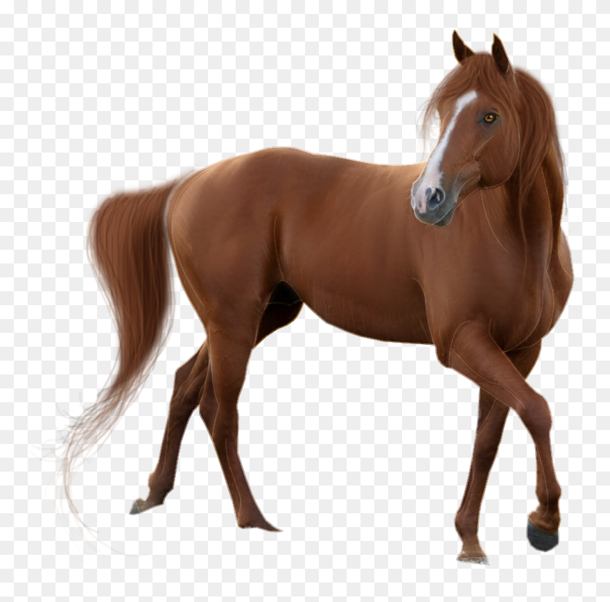 American Quarter Clip Art - Horse With White Background - Png Download